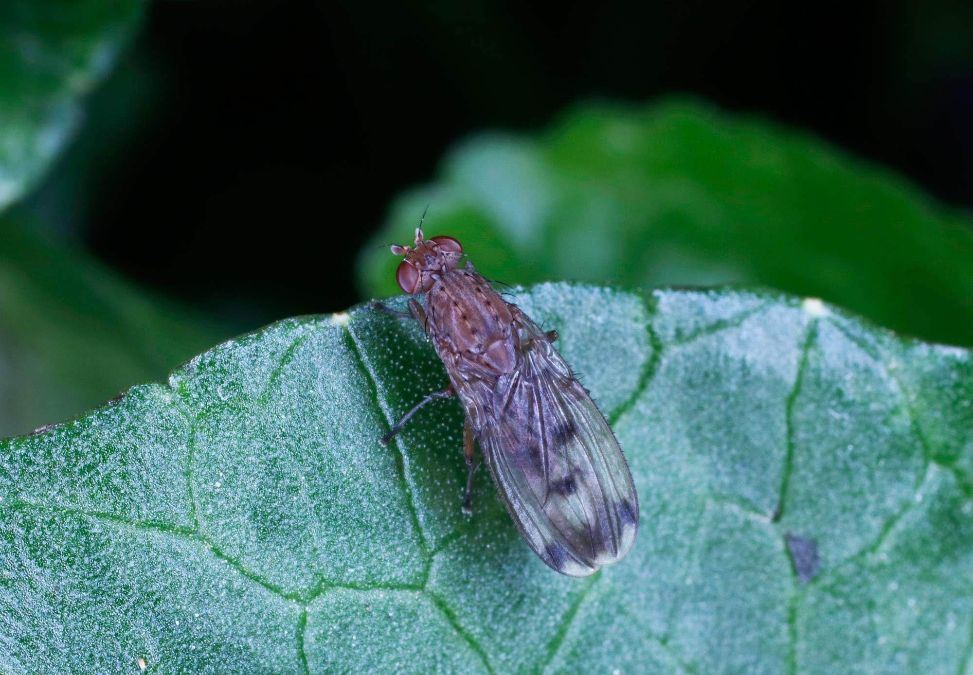 Heleomyzidae: Suillia variegata.